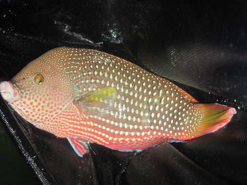 Pearl Wrasse-10-12" Female