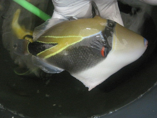 Rectangular Triggerfish-(7-8" Marshall Island)