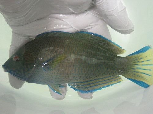 Pearl Wrasse-6-7" male