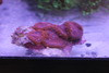 Red Blasomussa