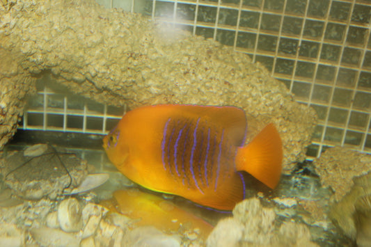 Clarion Angel | Holacanthus clarionensis (4" has gill flair)