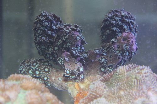 Green Alveopora Colony