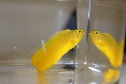 Canary Blenny (Meiacanthus oualanensis)