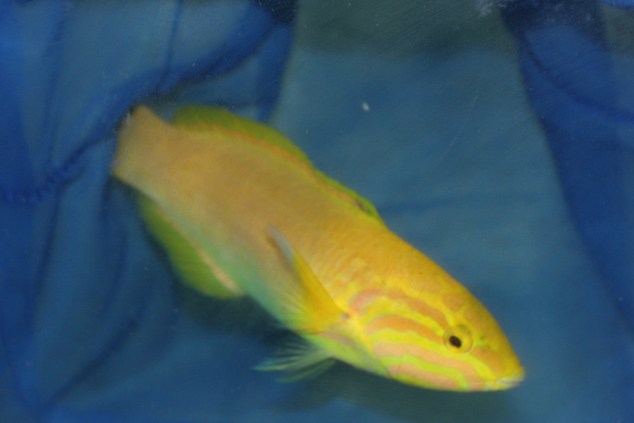 Banana Wrasse-5" female