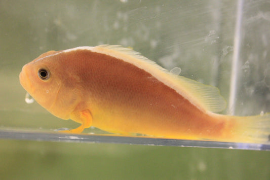 African Pink Skunk Clown Pair /  Amphiprion perideraion