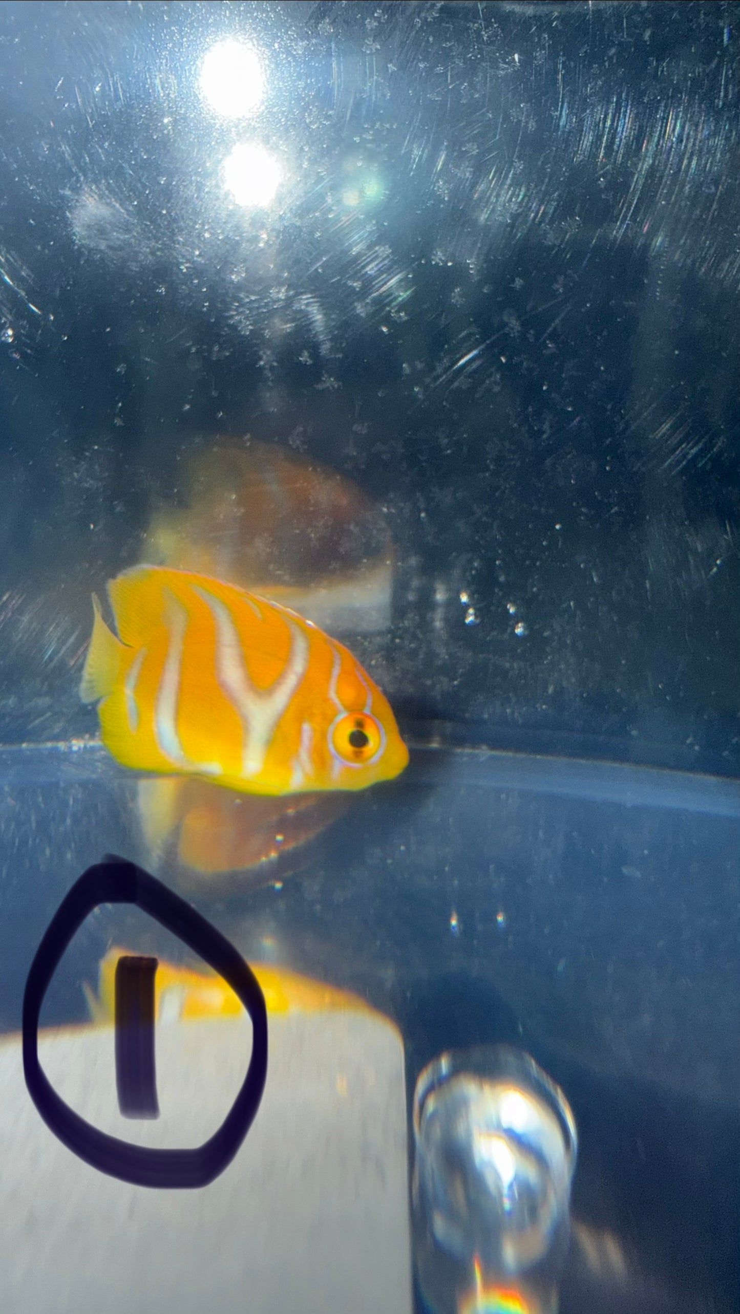 Regal Angel (Yellow Belly)-1.5" Juv CB-extreme misbar WYSIWYG #1