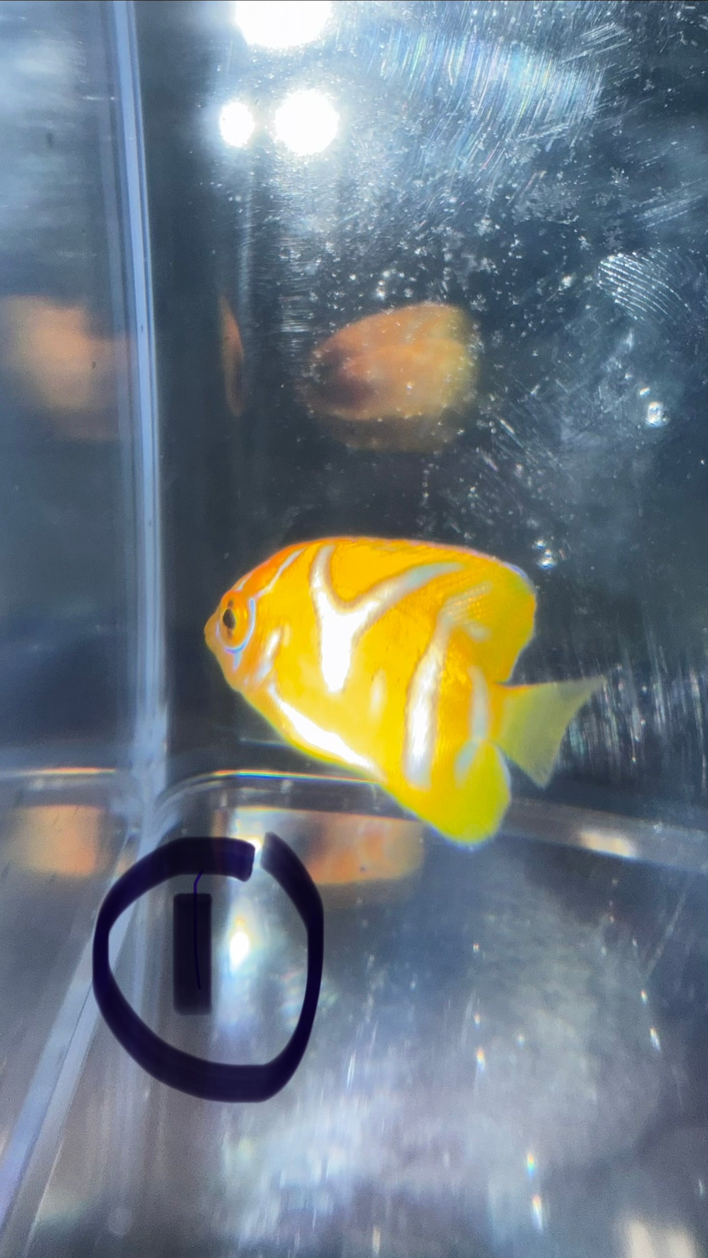Regal Angel (Yellow Belly)-1.5" Juv CB-extreme misbar WYSIWYG #1
