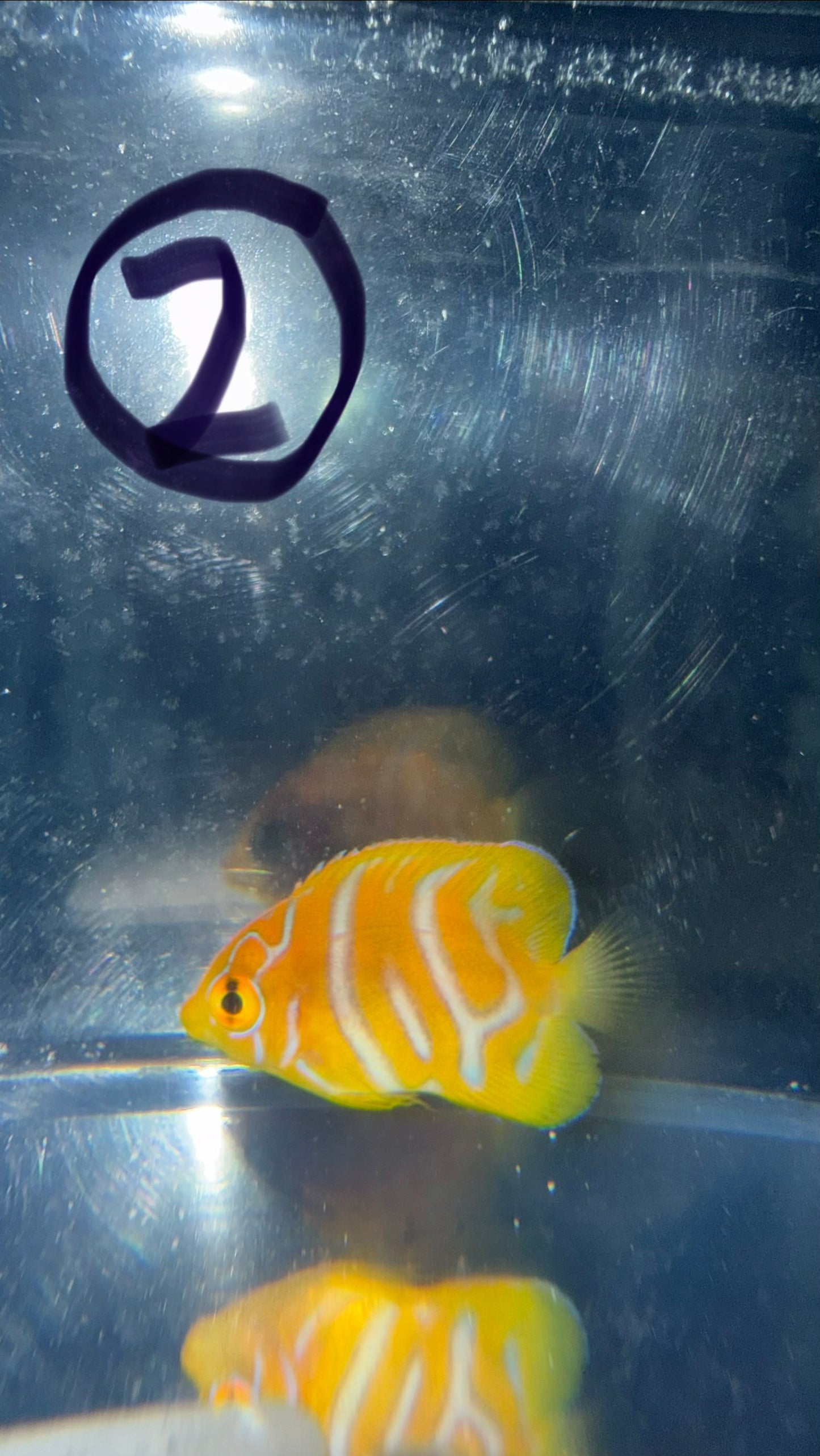 Regal Angel (Yellow Belly)-1.5" Juv CB-extreme misbar WYSIWYG #2