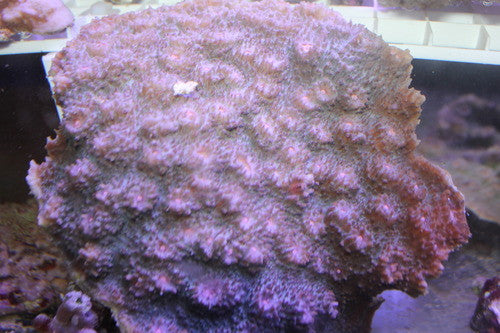 Echinopyllia Chalice-Purple w Pink Centers