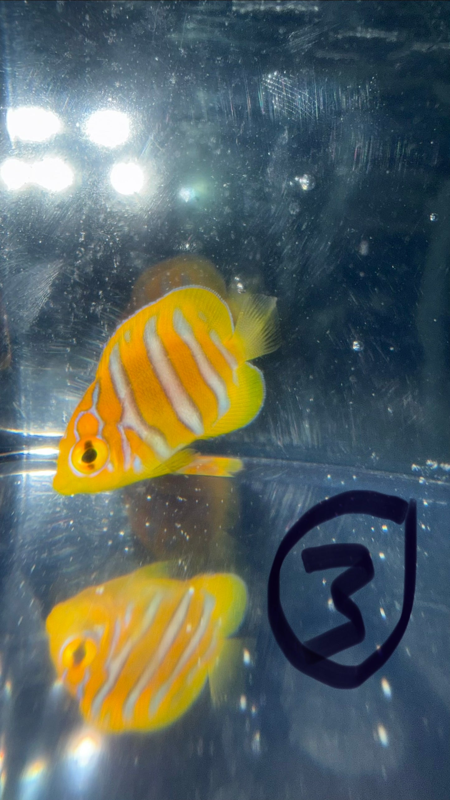 Regal Angel (Yellow Belly)-1.5" Juv CB- WYSIWYG #3