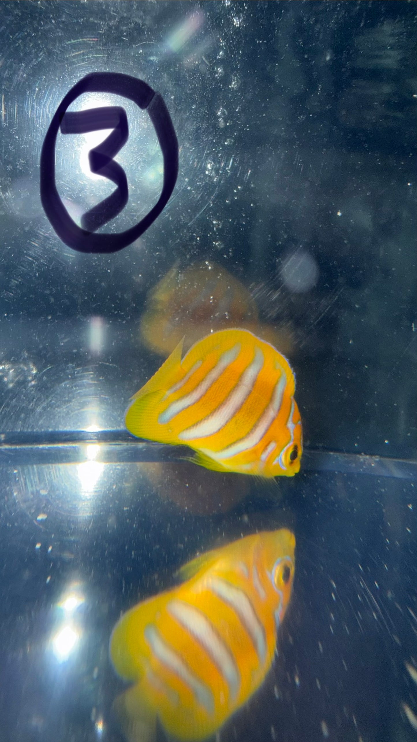 Regal Angel (Yellow Belly)-1.5" Juv CB- WYSIWYG #3