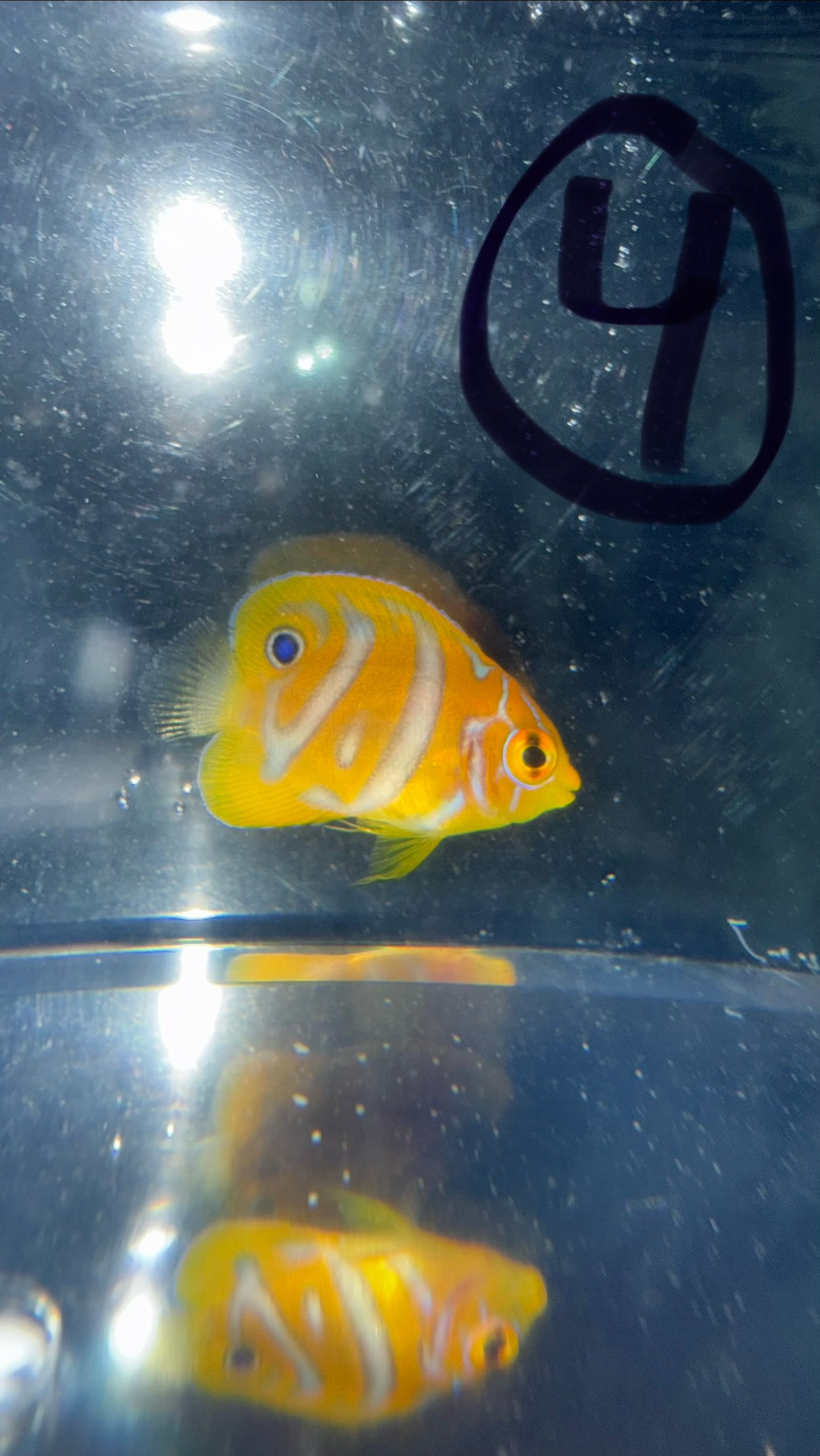 Regal Angel (Yellow Belly)-1.5" Juv CB- Extreme Misbar WYSIWYG #4