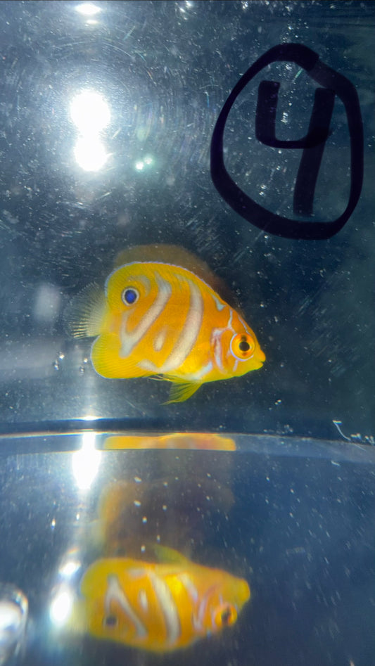Regal Angel (Yellow Belly)-1.5" Juv CB- Extreme Misbar WYSIWYG #4