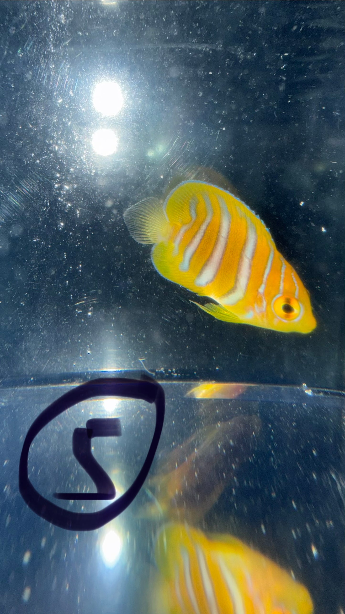 Regal Angel (Yellow Belly)-1.5" Juv CB- WYSIWYG #5