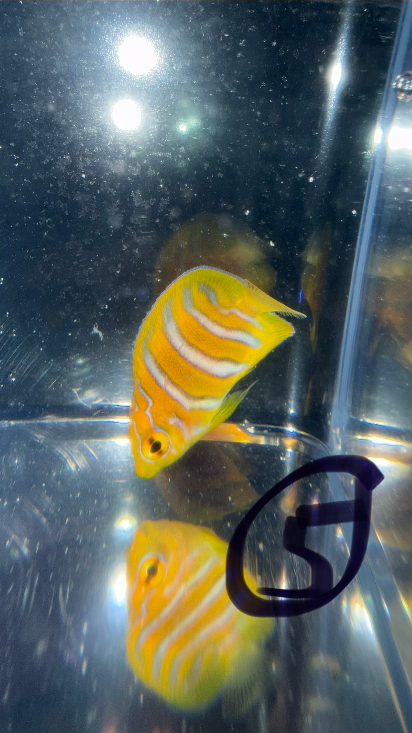 Regal Angel (Yellow Belly)-1.5" Juv CB- WYSIWYG #5