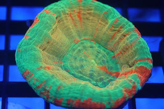 Gold Rim Bleeding Apple Scoly (D76)