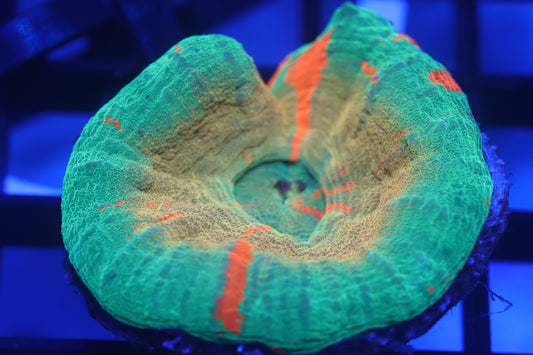 Gold Rim Bleeding Apple Scoly (D77)