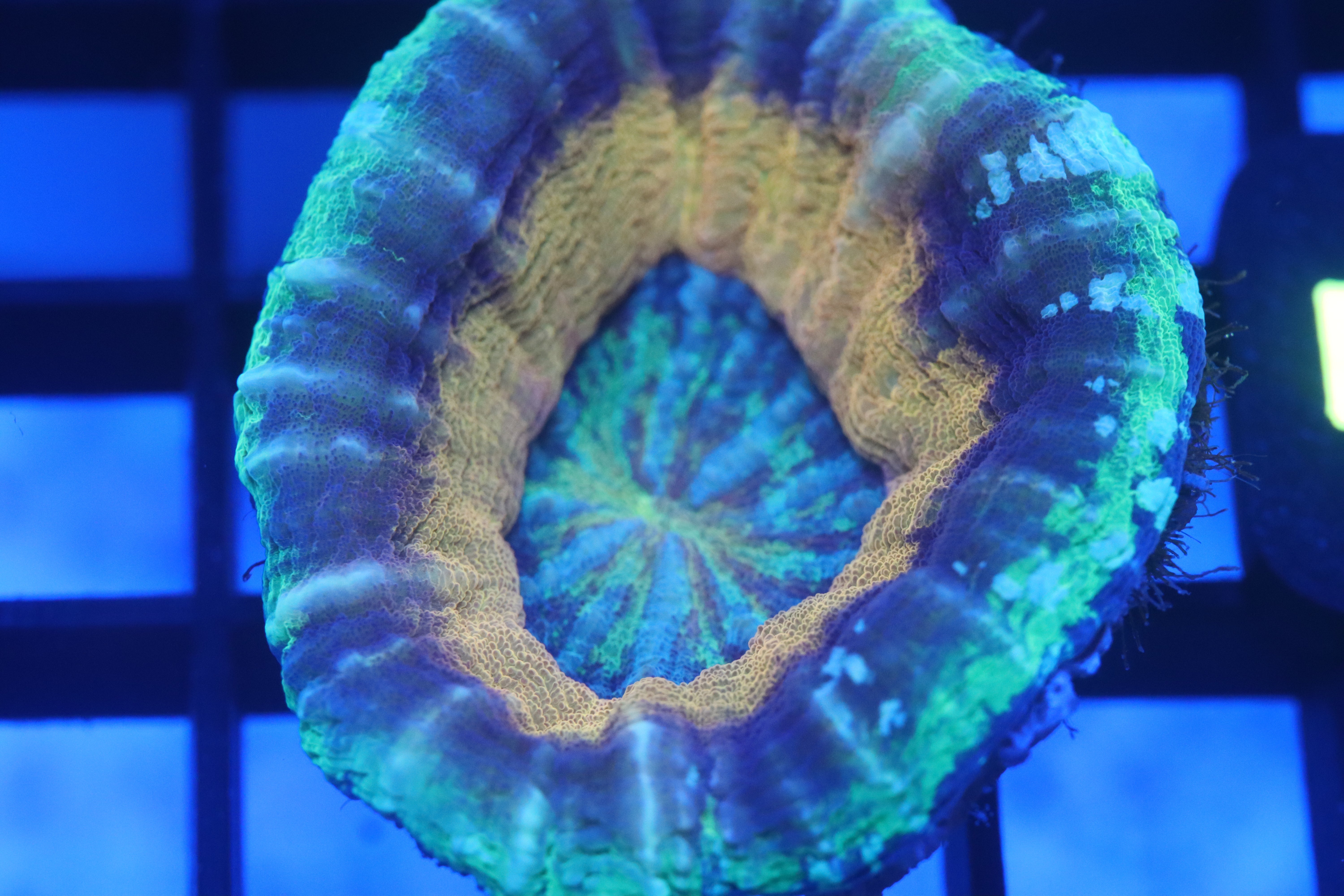 Gold Rim Scoly (D22) – NYAquatic