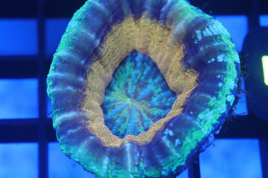 Gold Rim Scoly (D22)