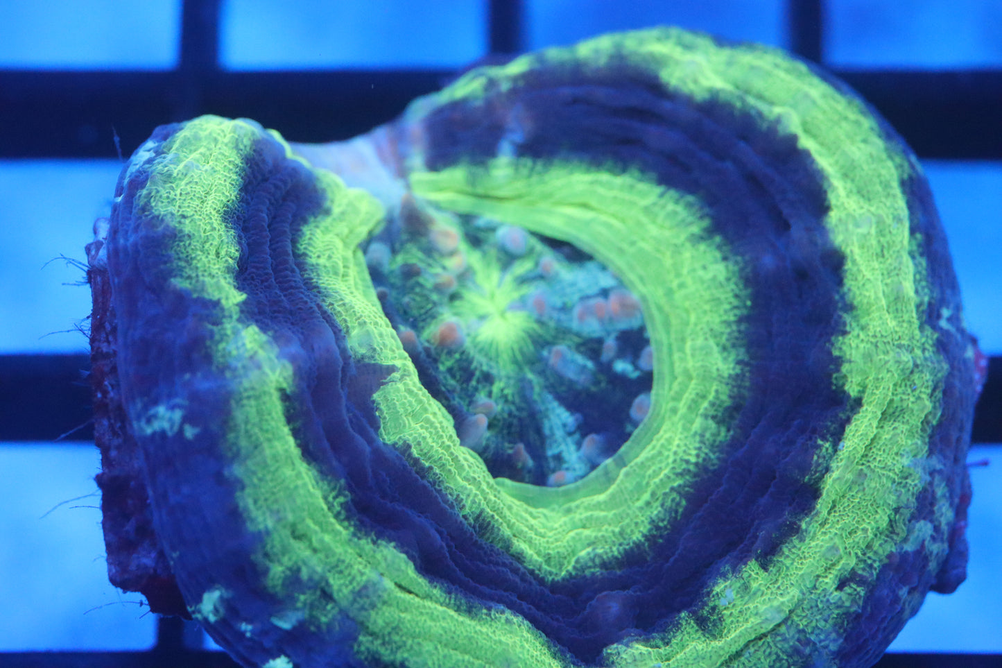 UFO Scoly (D23)
