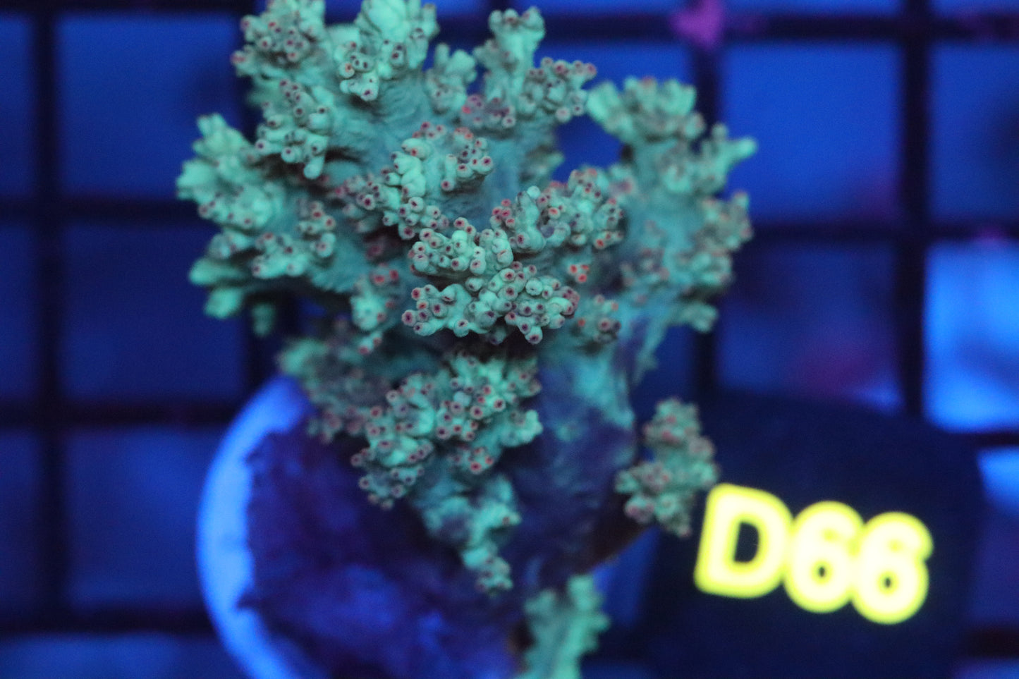 Yellow & Purple Kenya Tree (D66)