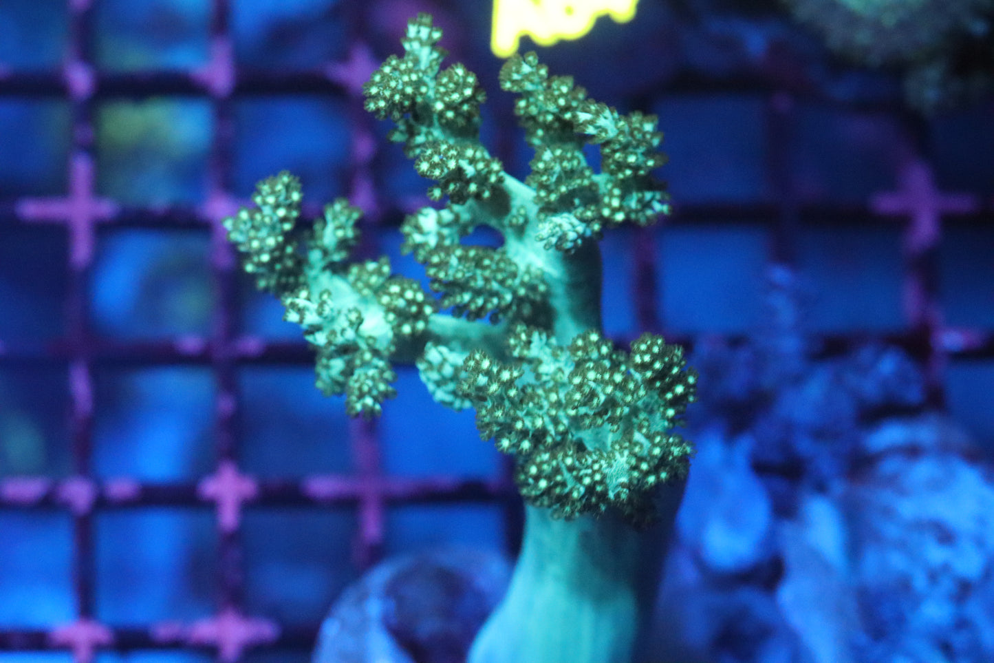 Green Kenya Tree (D60)