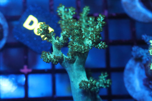 Green Kenya Tree (D64)