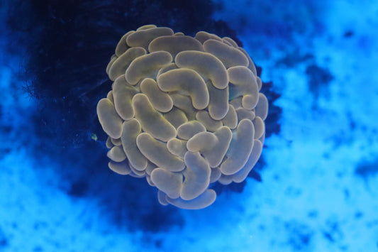 Ultra Pink Hammer (A117)