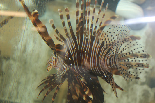 Volitan Lionfish JUMBO (8-10”)