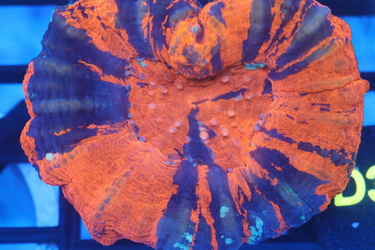 Warpaint Scoly (D33)