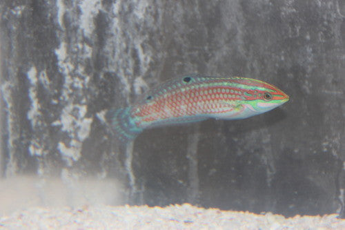 Christmas (ornate) Wrasse