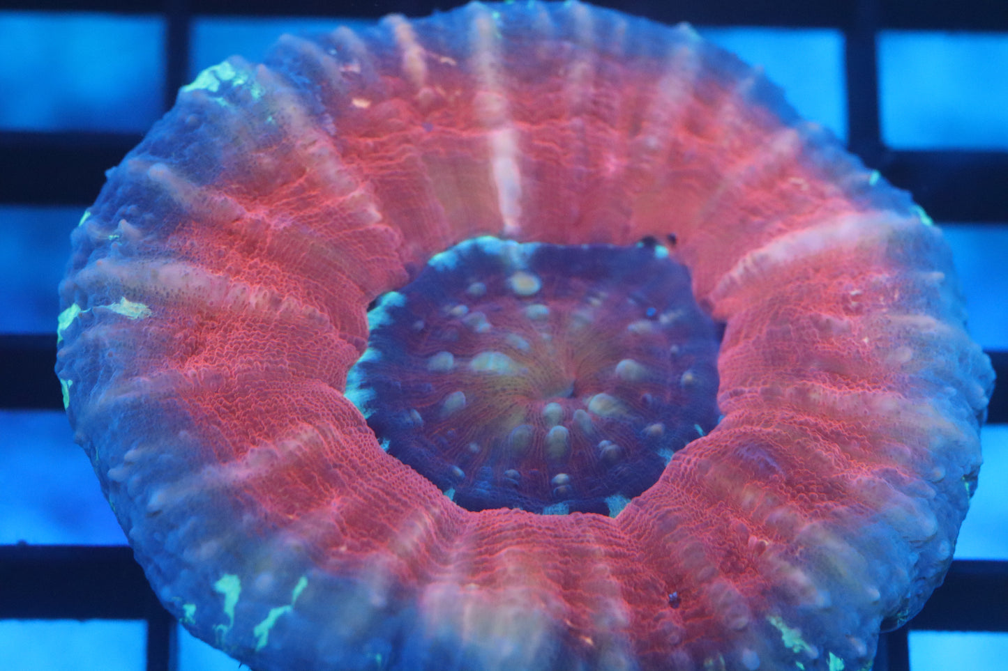 Aussie Pink Scoly (D38)