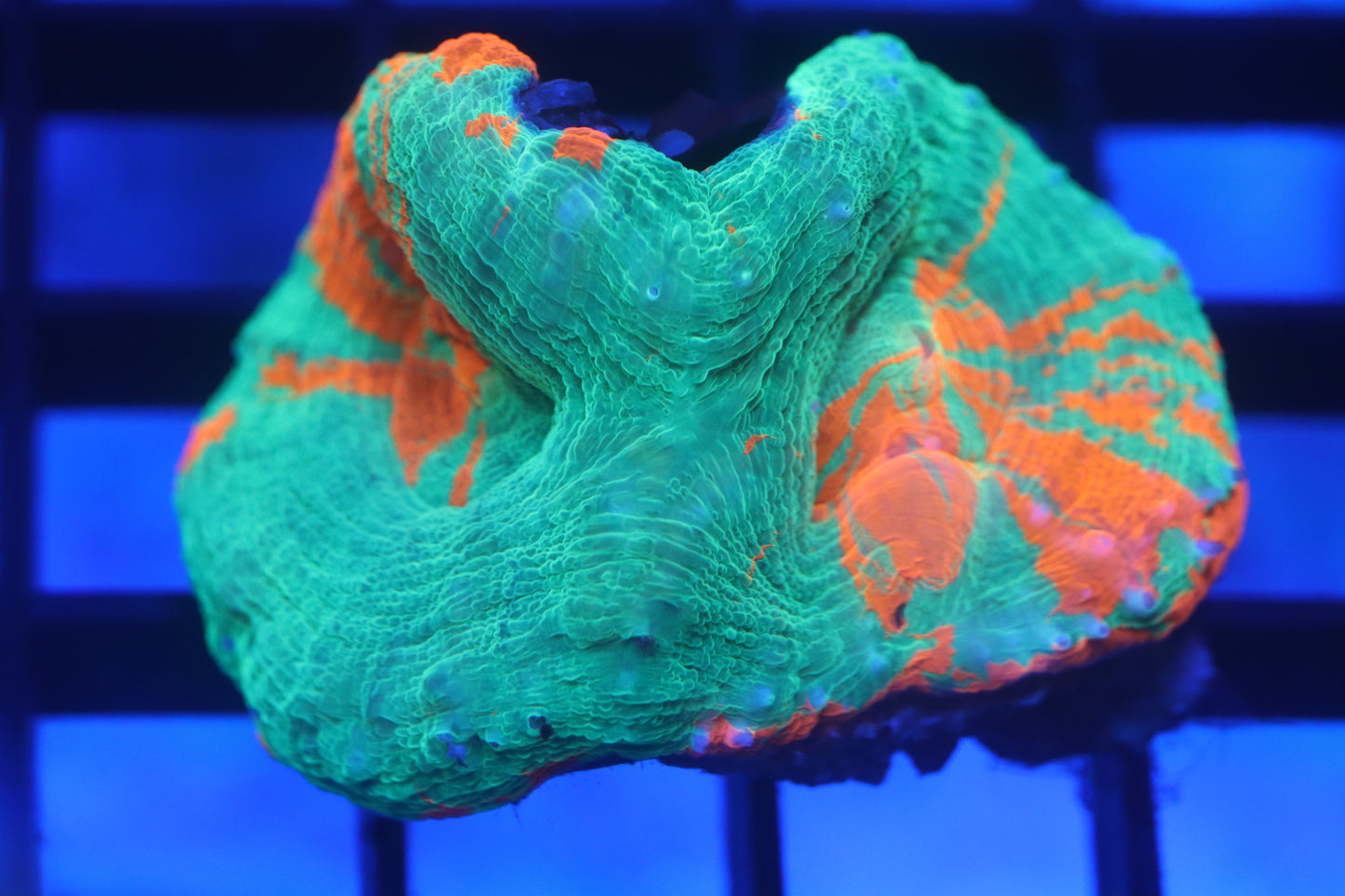 Bleeding Apple Double Scoly (D149)