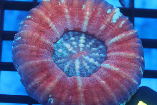 Aussie Pink Scoly (D34)