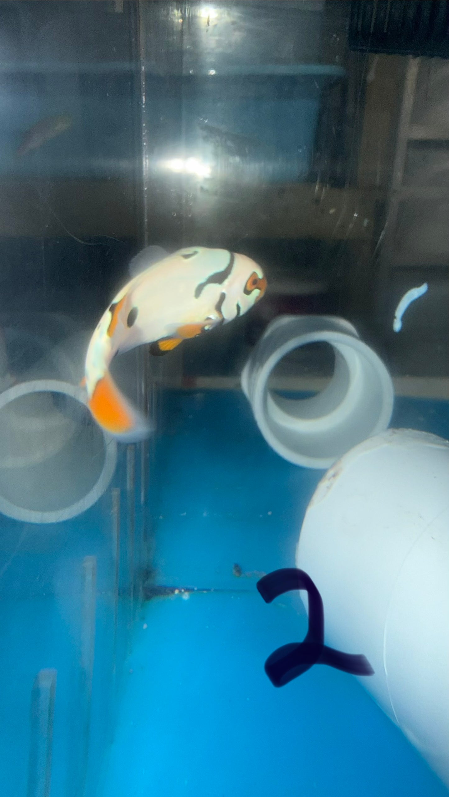 BA Black Helmet Picasso Clownfish 3-4 cm-WYSIWYG #2