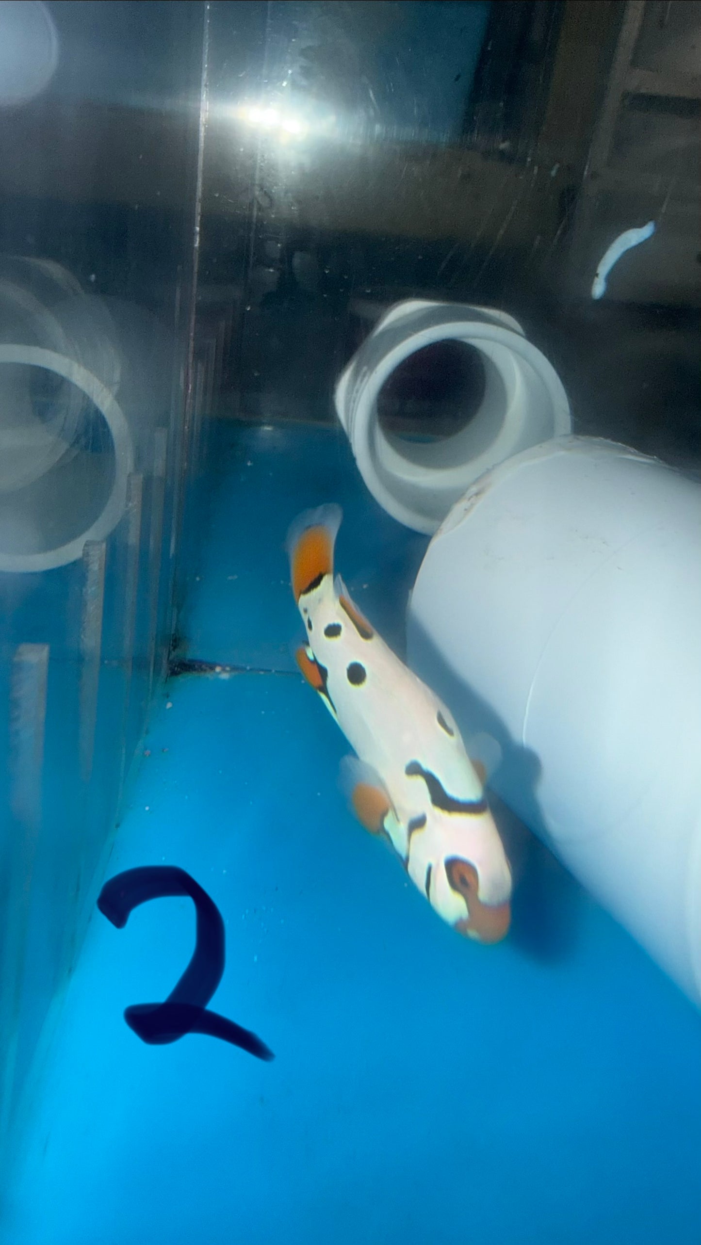 BA Black Helmet Picasso Clownfish 3-4 cm-WYSIWYG #2