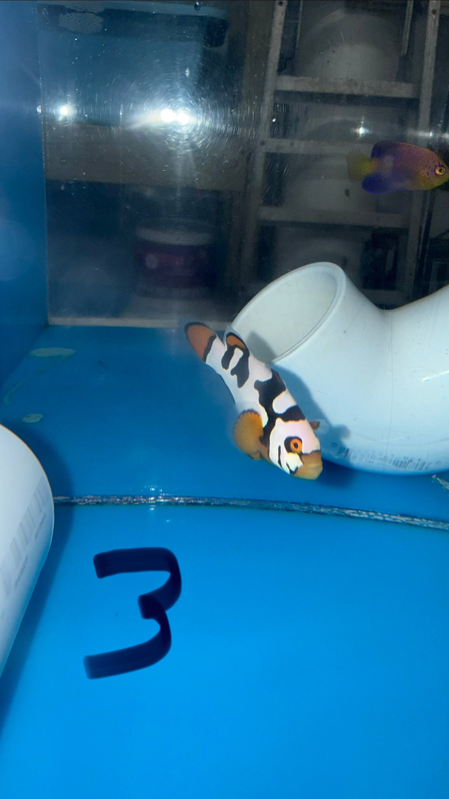 BA Black Helmet Picasso Clownfish 3-4 cm-WYSIWYG #3