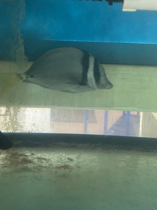 Yellow Tail (Razor) Surgeonfish - Prionurus laticlavius (8”)