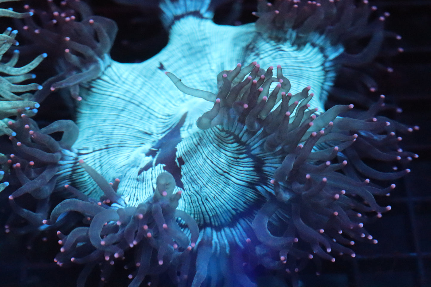 Pink Tip Elegance Coral (C20)