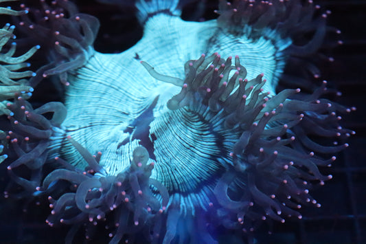 Pink Tip Elegance Coral (C20)