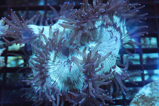Blue Tip Elegance Coral (C36)