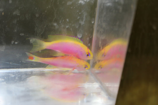 Ventralis Anthias (male)
