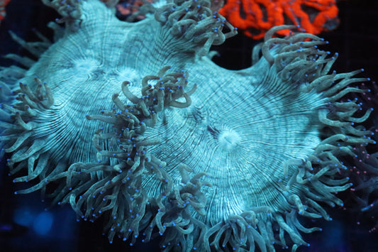 Blue Tip Elegance Coral (C24)