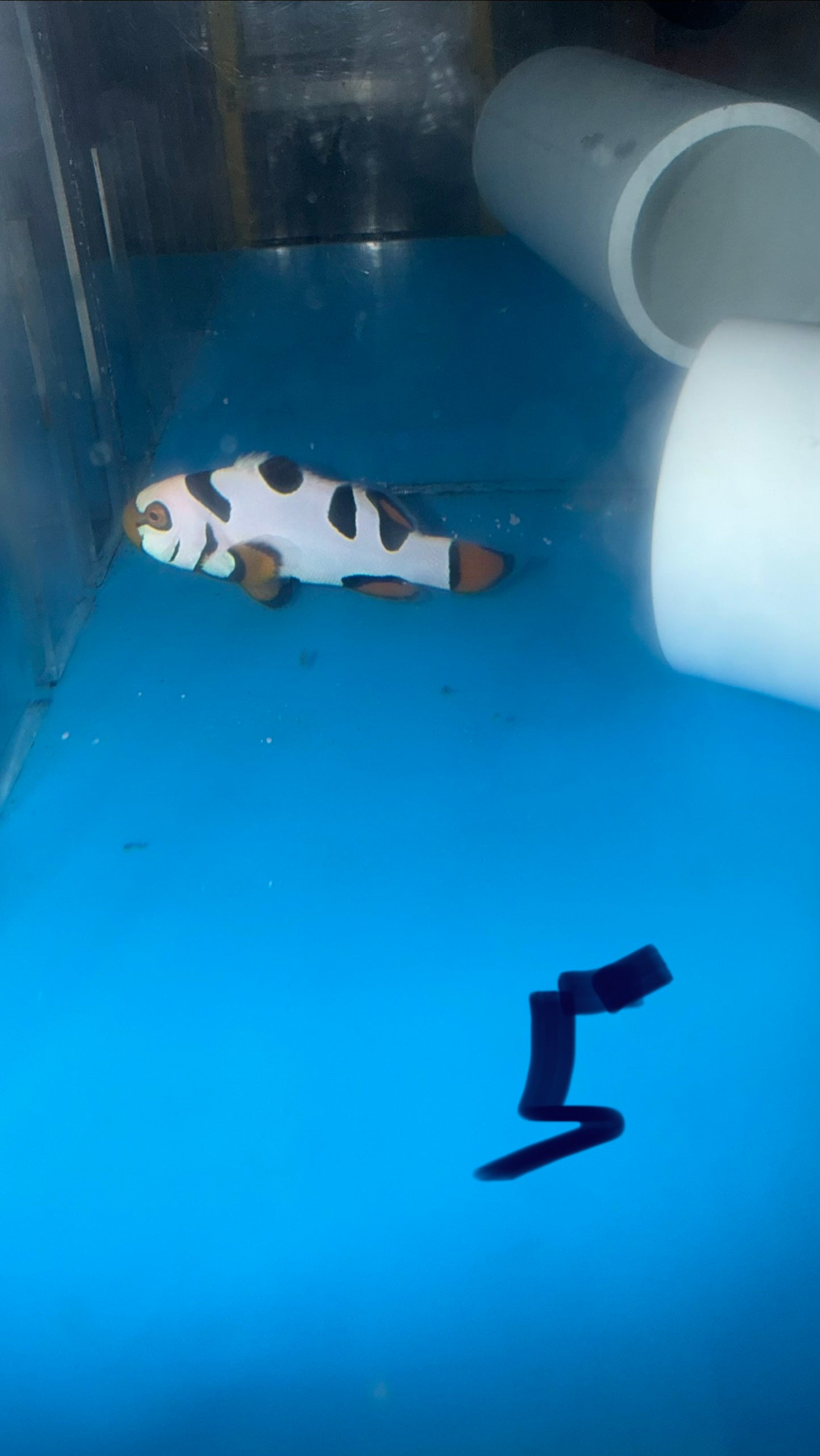 BA Black Helmet Picasso Clownfish 3-4 cm-WYSIWYG #5