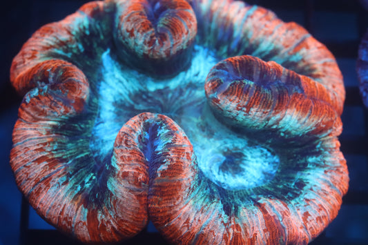 Rainbow Trachy (C33)