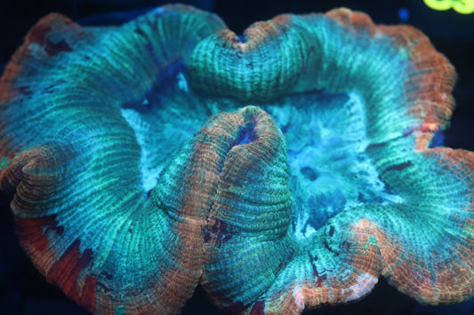 Rainbow Trachy (A10)