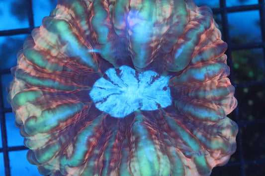 Rainbow Cynarina (A18)