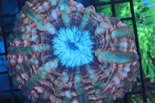 Multi Color Indophyllia (A173)