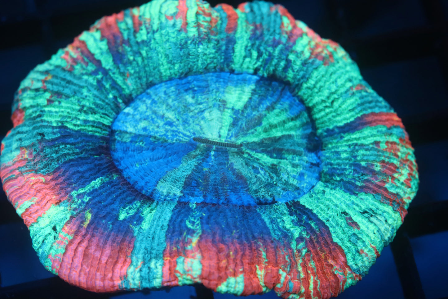 Rainbow Trachy (A157)