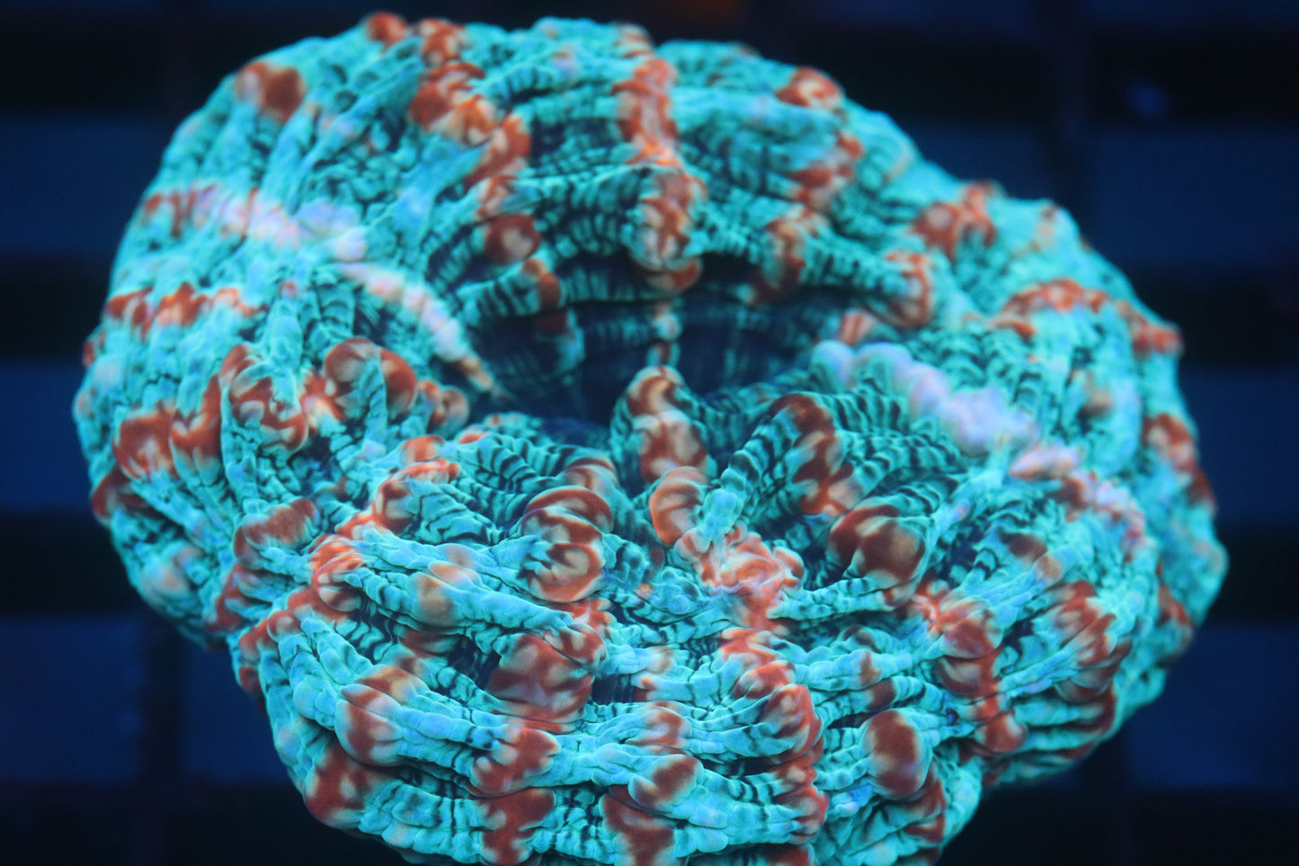 Multi Color Indophyllia (A113)